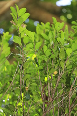 Diospyros calciphila