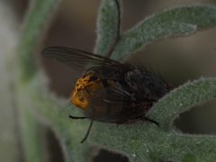 Calliphora stygia