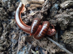 Diplopoda