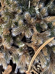 Selaginella rupestris