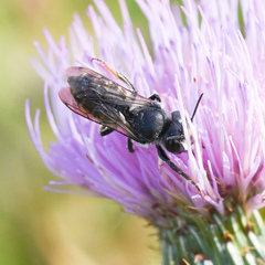 Megachile montivaga