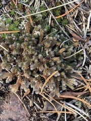 Selaginella rupestris