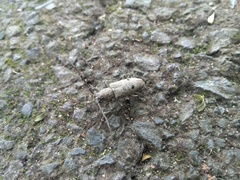 Pelargoderus bipunctatus