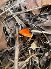 Hygrophorineae