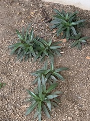 Tradescantia spathacea