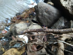 Heliocypha fenestrata