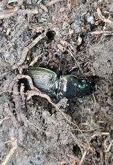 Megadromus antarcticus