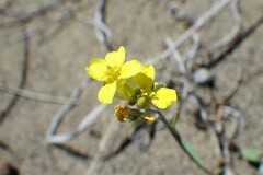 Physaria arenosa