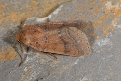 Agrochola pistacinoides