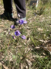 Thelymitra ixioides
