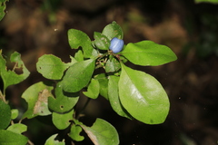 Psychotria nummularioides