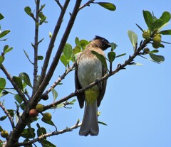 Pycnonotus barbatus layardi