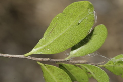 Diospyros calciphila