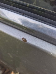 Disonycha leptolineata