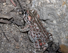 Anaxyrus boreas halophilus