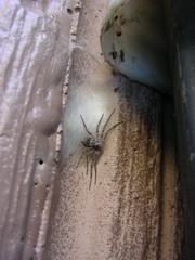 Philodromus spectabilis