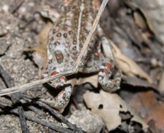 Anaxyrus boreas halophilus