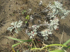 Artemisia stelleriana