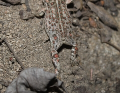 Anaxyrus boreas halophilus
