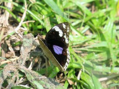 Junonia oenone oenone