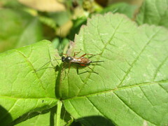 Agrothereutina