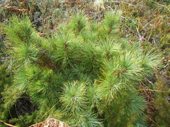 Pinus pumila