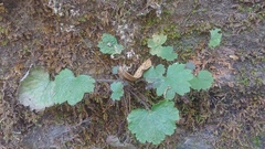 Heuchera missouriensis