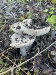 Amanita protecta