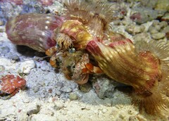 Dardanus pedunculatus