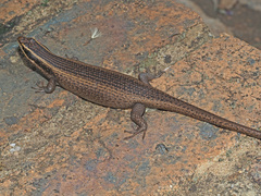 Trachylepis punctatissima