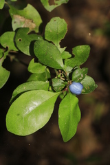 Psychotria nummularioides
