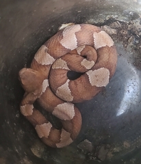 Agkistrodon laticinctus