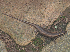 Trachylepis punctatissima