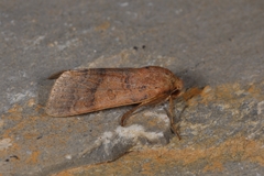 Agrochola pistacinoides