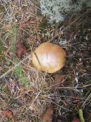 Suillus variegatus