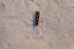 Stenopsyche marmorata