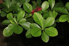 Cleidion verticillatum
