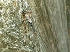 Ephialtes manifestator