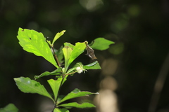 Cleidion verticillatum