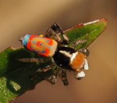 Maratus pavonis