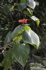 Clerodendrum buchananii