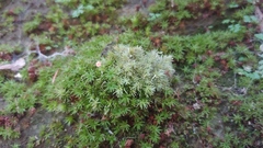 Leucobryum