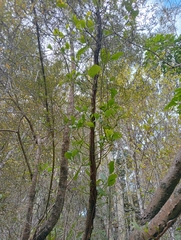 Ileostylus micranthus