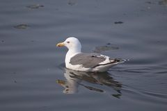 Larus schistisagus