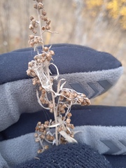 Artemisia dracunculus glauca