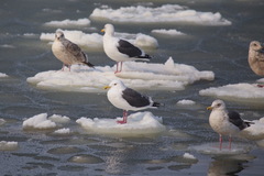 Larus schistisagus