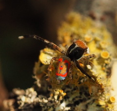 Maratus pavonis