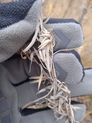 Artemisia dracunculus glauca