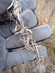 Artemisia dracunculus glauca