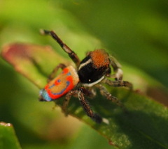 Maratus pavonis